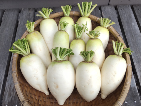 【自然栽培】今が旬！加賀野菜の源助大根 食べ切りサイズの小ぶりな大根４kg、８～１２本 固定種