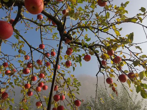 サンふじ7～12個入り３キロ🍎