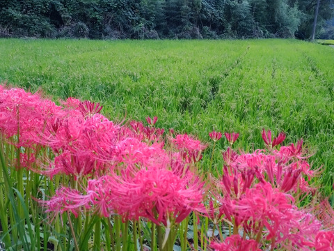 九州山地の特別栽培米　お試しセット　【通常乾燥】（３合✕３個　1.35ｋｇ）