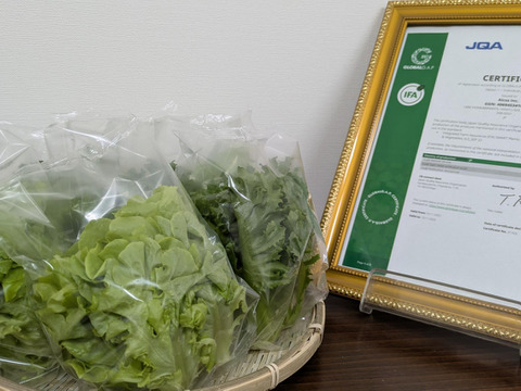 シャキ×ふわレタス2種セット　フリルレタス×グリーンオーク　個包装約50g×8袋《異なる食感を楽しめる低硝酸態窒素レタス》