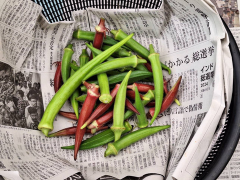 農薬化学肥料不使用】旬の野菜セット(80サイズ7-8品)：愛媛県産