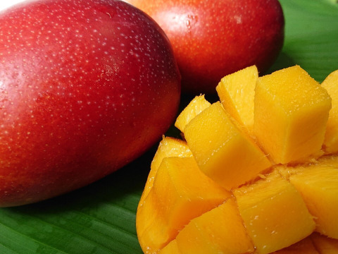 【高糖度厳選】とろける至福のプレミアム完熟マンゴー1kg(2〜3個)「沖縄西表島産」