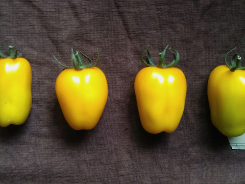 《本日終了！》完熟カラフルトマト 約1.3kg【食べ比べ】【厳選10種以上】