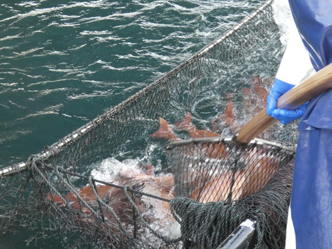 【業務用】【大容量】みやび鯛のレモンソテー10P、バジルソテー10P 合計20P入り(80g×20P)「レモン・バジルソテーセット」