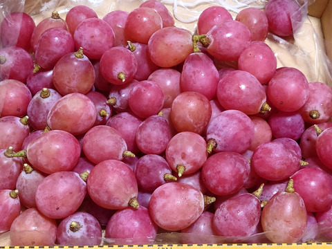 🍇【山梨県笛吹市産】【粒売り】クイーンニーナ 約1.0kg🍇 ～果実の宝石、濃厚な甘みと華やかな香り～