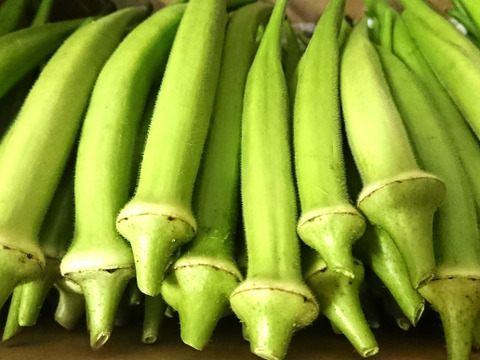 丸オクラ&オクラ食べ比べBOX(約1kg程度)