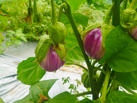 【数量限定】★驚きの食感 とろけるナス★ ロッサビアンコ(約500g/2個)[初物/化学農薬・化学肥料不使用]