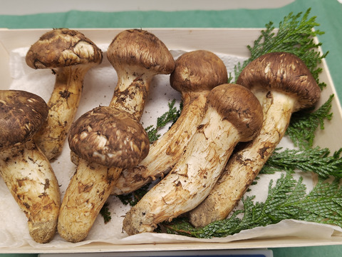 【秋の味覚の王様】松茸/マツタケ/まつたけ/純国産/207g【特上】【最短当日発送】