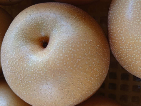 収穫開始です！「豊水梨」約3kg　瑞々しくて爽やかな甘味でシャリっと食感です！お蔭様で残り１セットです。