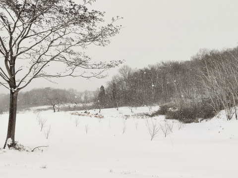 あんぽ柿🟠手作り自然乾燥🟠発祥の地:福島県伊達市産🟠伝統の味🟠とろ～り甘い天然和菓子🟠季節限定🟠ドライフルーツ🟠特産品🟠個包装８個入り