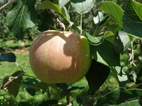 再販「安曇野産シナノほっぺ」約3kg 　豊かな甘みと優しい酸味のりんごです。