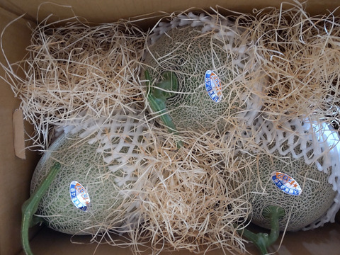 【お試し】【数量限定】メロン3種類食べ比べセット”三浦半島産”糖度16度前後！（3玉）