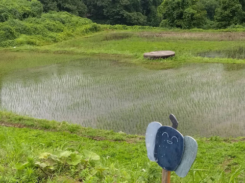 おかず不要の旨味💧新潟の天陽・天水・谷風が注ぐ棚田「とちおてらす」のお米(15kgセット)🌾コシヒカリ🌾玄米🍚農薬肥料不使用