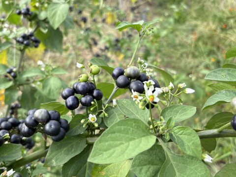 今期最終【自然栽培🍀ガーデンハックルベリー1.5kg】ジャムに（レシピ付き・必ず加熱調理してください）