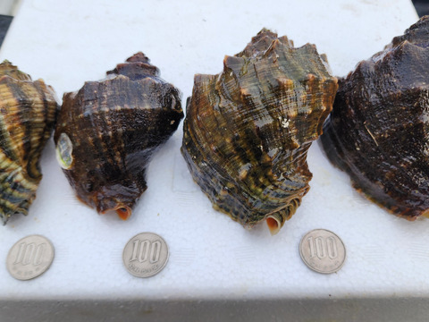 天然！活アカニシ貝 1kg（目安：7〜10個）赤西貝 ニシガイ 西貝 ニシ貝 巻き貝 漁師直送 刺身 煮つけ 海産物 BBQ 炉端焼 刺身