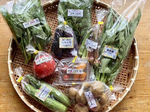 【自然栽培🍀80サイズ】朝採り新鮮！旬菜セットM（３〜５人様向け）