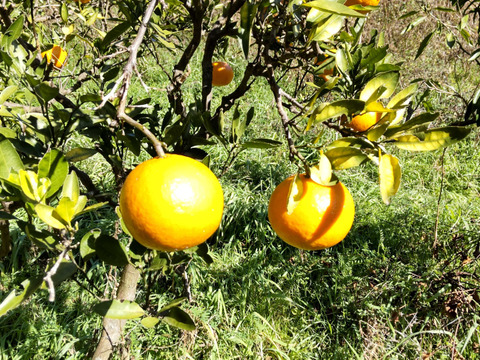 大谷伊予柑(オオタニイヨカン)５㎏【農薬・化学肥料不使用】【熨斗(のし)対応可】