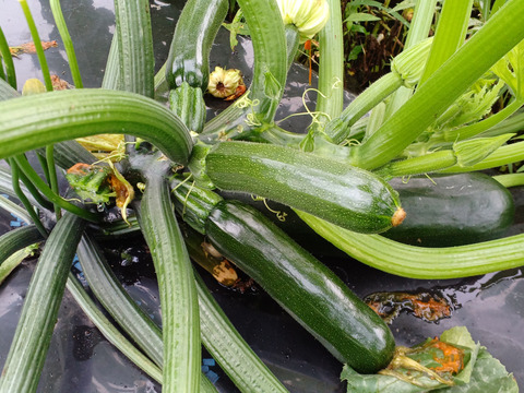 【お試し】北海道産　旬の夏野菜セット1.2Kg(4～5品目)