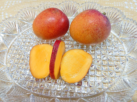 とろーり甘い！名護市最北端 イナミファームの家庭で楽しむ ミニマンゴー  1.5ｋg