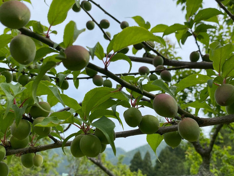 自然栽培の紅映梅 5kg 梅干し用：福井県産の紅映｜食べチョク