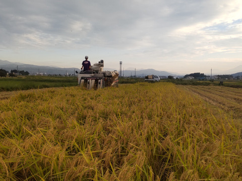 【新米】【分づき米】　2.5Kg×1「Riki-Saku」コシヒカリ　真空パック　新潟県秋山農場産。農薬使用量は慣行栽培の9割減。安心してお召し上がりいただけます。