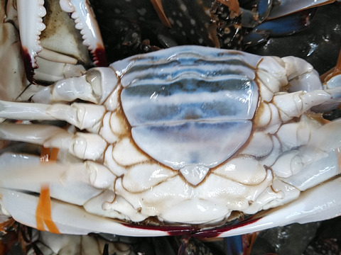 蟹祭り 大幅値下げセール中 内子入って来ました 要説明確認 ワタリガニ メス 渡り蟹 ガザミ 梭子蟹 ケジャンにも 活発送 中サイズ４ｋｇで16 杯くらいです 宮城県産 宮城県産 食べチョク 農家 漁師の産直ネット通販 旬の食材を生産者直送