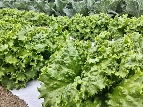 【農薬化学肥料不使用】朝採り！信州伊那谷★旬の野菜セット Mサイズ（火曜発送）
