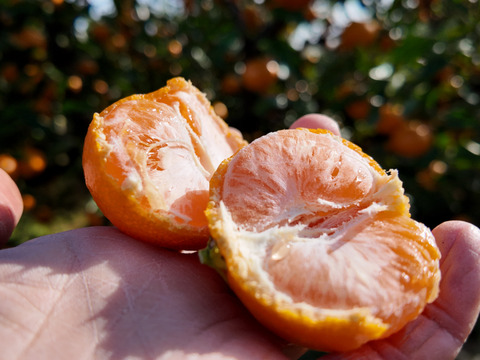 【樹上完熟】甘酸っぱくて味が濃い！自然栽培みかん５ｋｇ