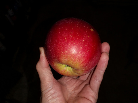 シナノスイート　8〜13玉約３キロ