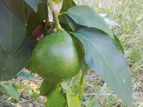 2級品　小さめベルガモット　２ｋｇ