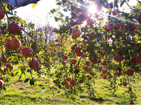 【大特価🍎丸かじりサイズ】家庭用/訳ありでも美味しい！葉取らずサンふじ(りんご4kg前後)