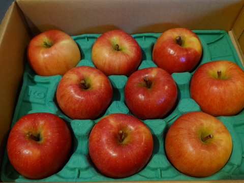 【12月上旬発送予定】こうとく (高徳) 驚きの蜜入りりんご！ 2.5kg (8～12個)