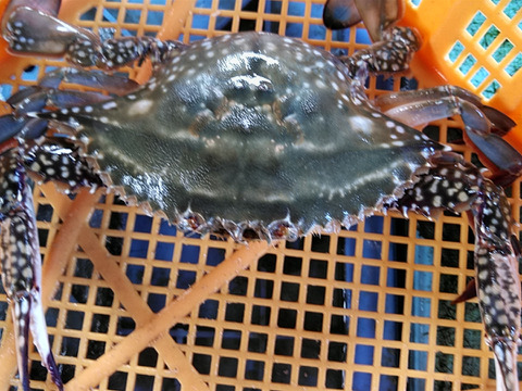 ワタリガニ オスメス混合中〜特大サイズ混合 ２ｋｇ 片爪 爪無の訳あり品 がさみ　ガサミ　渡り蟹 わたりがに 生蟹 生カニ 活カニ 活蟹 ケジャン松島牡蠣屋 雄