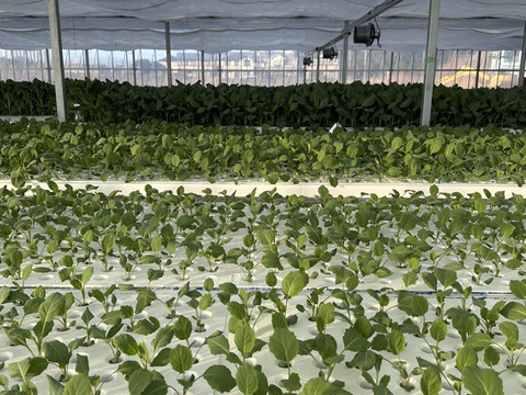 柔らかく苦みが少ない！「ソフトケール」500g