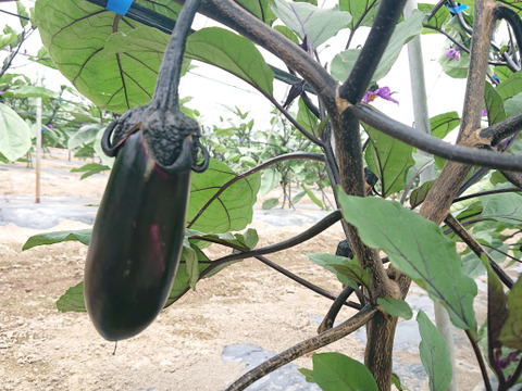 新鮮！朝採りのなす（５㎏）【終了間近（10/1 お届け分まで）】