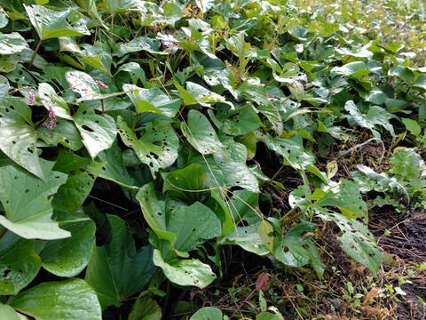 さつまいも　紅はるか（5㎏）