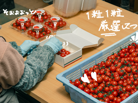 【冷凍フルーツトマト】完熟越え！！甘さが最高潮の割れフルーツトマト「ポモロッサ」加工用1㎏
