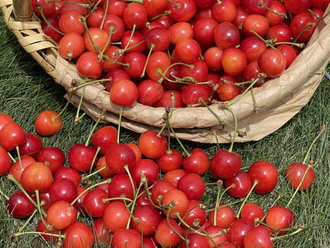 新商品！【予約販売】さくらんぼバラエティパック200g×10（2kg）　７月上旬～７月中旬発送