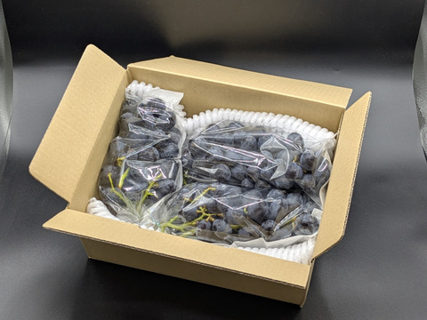 【限定約100房！新品種】黒いアルファ約1kg　規格外／お試し出荷※長野県認証/農薬節減栽培（信州の環境にやさしい農産物認証）