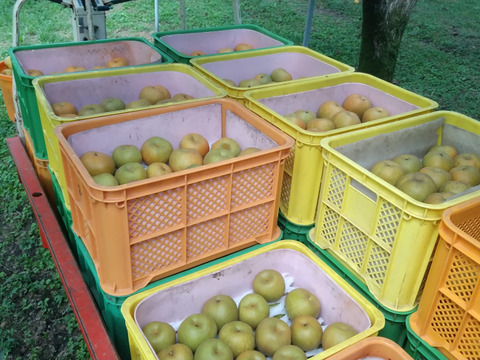 小さいけど甘味はしっかり：幸水梨（家庭用）小玉 Ⅿサイズ　約5kg(20玉)