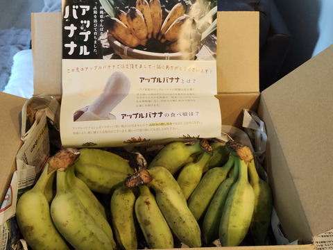 【夜市限定】【味に自信あり！】もう普通のバナナに戻れない！？もちもちのアップルバナナ1.5kg(1~3房)