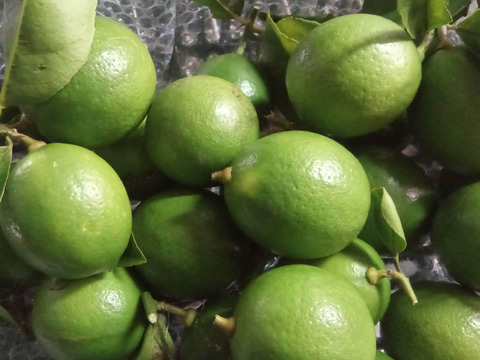 大好評！奄美大島産の島れもん(５kg)✿芳醇な香りと爽やかな味✿リピート急増中の農薬不使用栽培の国産レモンです🍋