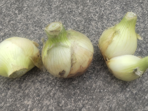 【淡路島産】規格外サイズでも超甘くて美味しい新玉ねぎ 5kg