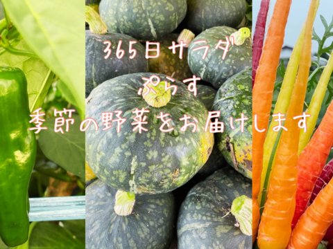 信州をお試し【旬彩野菜】BOX２～3人前　クリスマスパーティーにも！サラダリーフミックス140g1パック＋季節野菜1～2品。無施肥栽培・長野県安曇野産