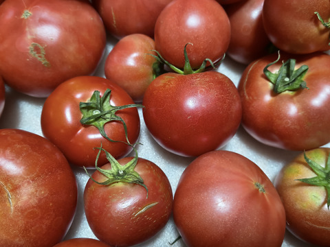 【訳アリ大特価】桃太郎トマト２キロ【まとめ買いで送料がお得】