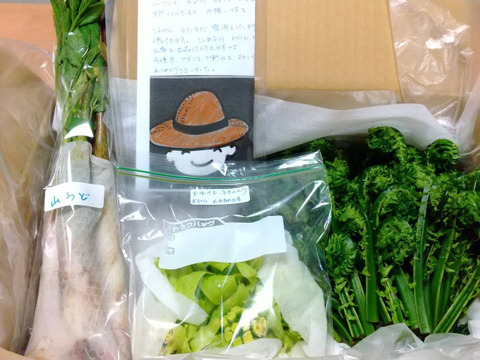 【新潟十日町産】天然！採れたて山菜セットおまかせ８００ｇ（３～４品）