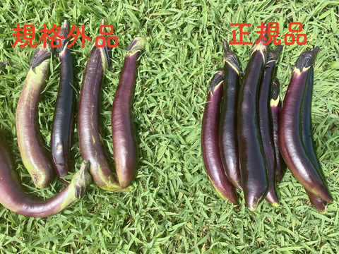 【自然栽培・自家採種】命を大切に/フードロス対策/規格外/お買い得/とろける美味しさ🍆長なす３００g（約３本）