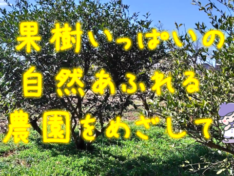 化学肥料・農薬不使用！　生果ブルーベリー１ｋｇ