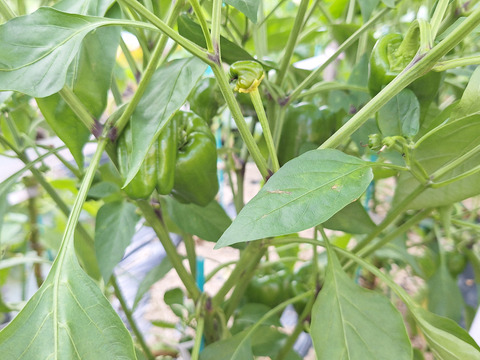 【農薬化学肥料不使用】旬の野菜セット(80サイズ5-6品)