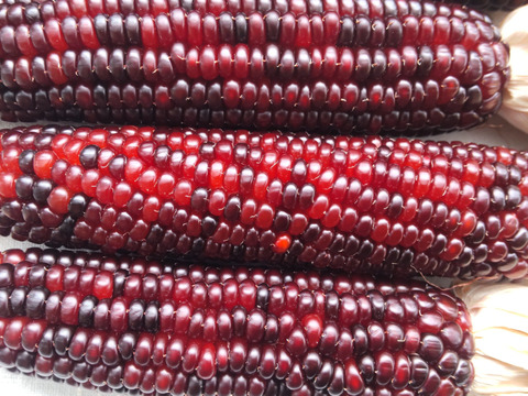 虹色に輝く宝石トウモロコシ「グラスジェムコーン（Glass Gem Corn）」6本　2025年産
観賞用です
クラフト、インテリア、リース、クラフト、撮影小物などさまざまな用途で人気があります